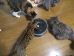ルンバの長期使用レポート